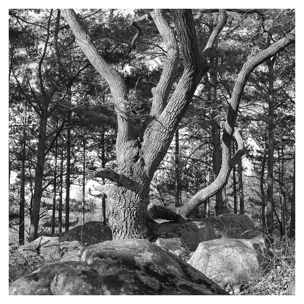 Analóg felvételel - bw – 8. kép – Fülöp Péter fotográfus