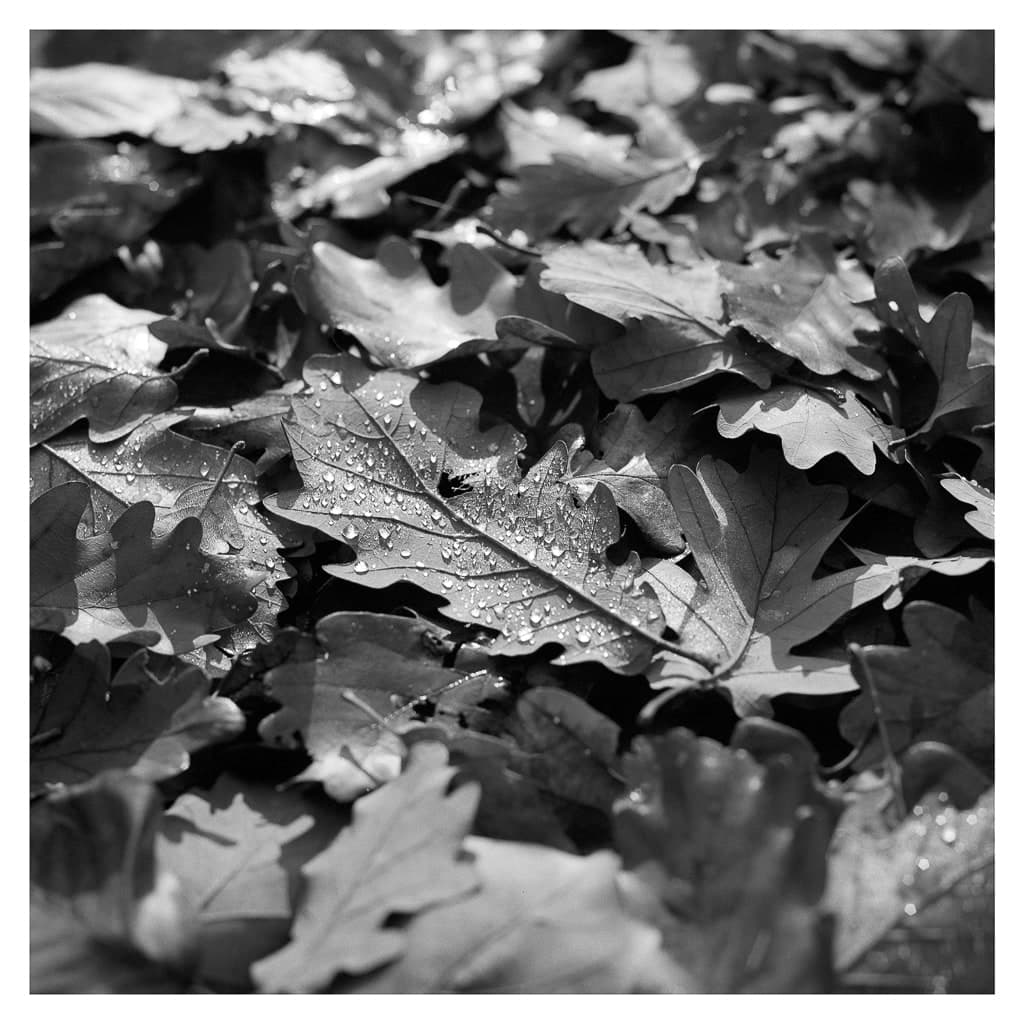 Analóg felvételel - bw – 14. kép – Fülöp Péter fotográfus