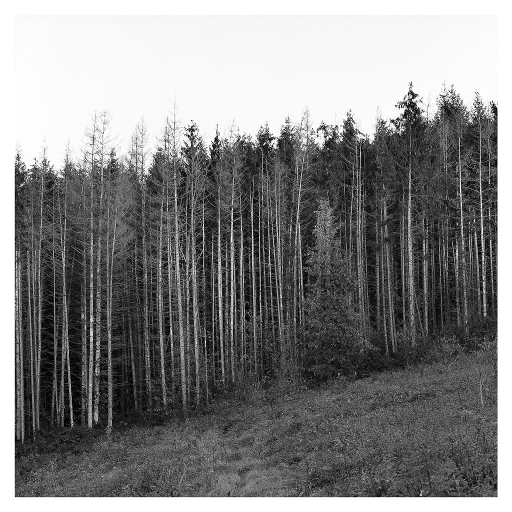 Analóg felvételel - bw – 50. kép – Fülöp Péter fotográfus