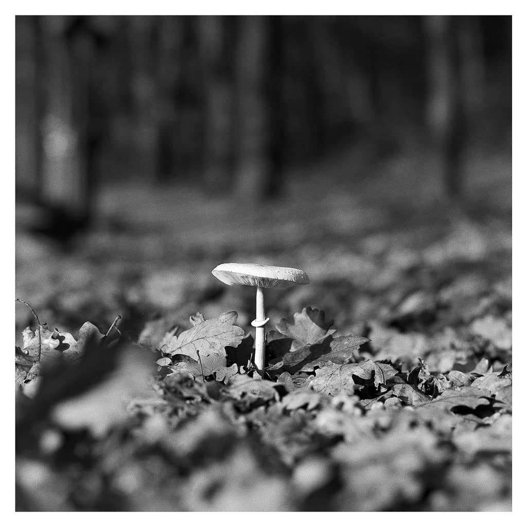 Analóg felvételel - bw – 59. kép – Fülöp Péter fotográfus