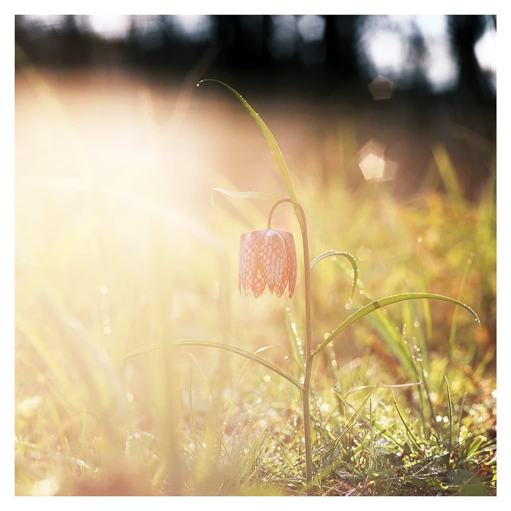 Analóg felvételel - color – 3. kép – Fülöp Péter fotográfus