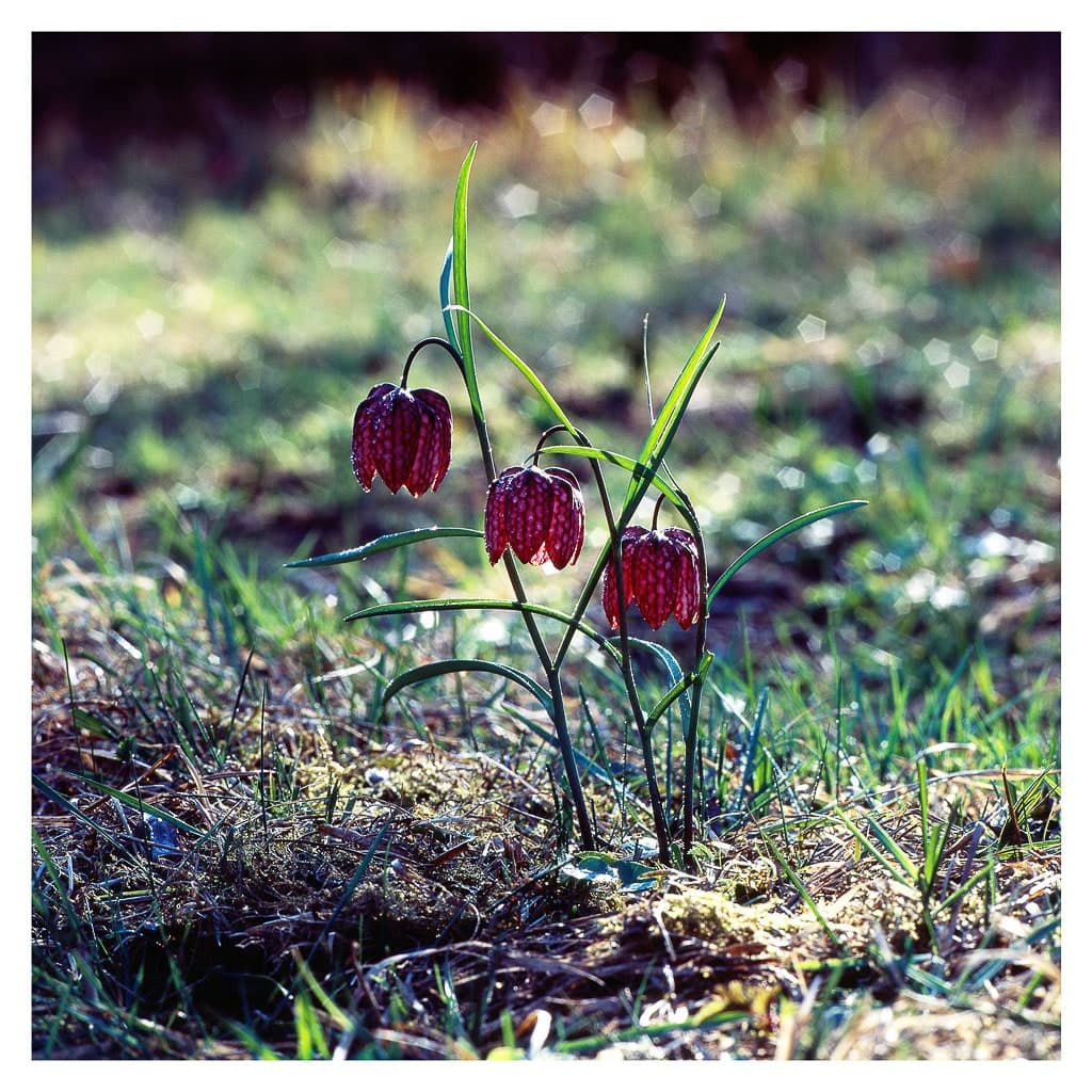 Analóg felvételel - color – 4. kép – Fülöp Péter fotográfus