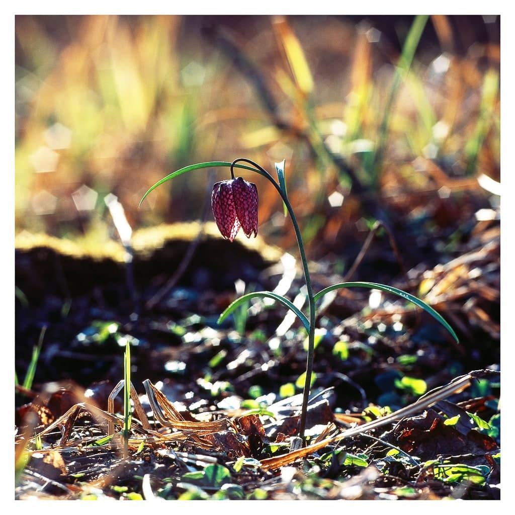Analóg felvételel - color – 5. kép – Fülöp Péter fotográfus