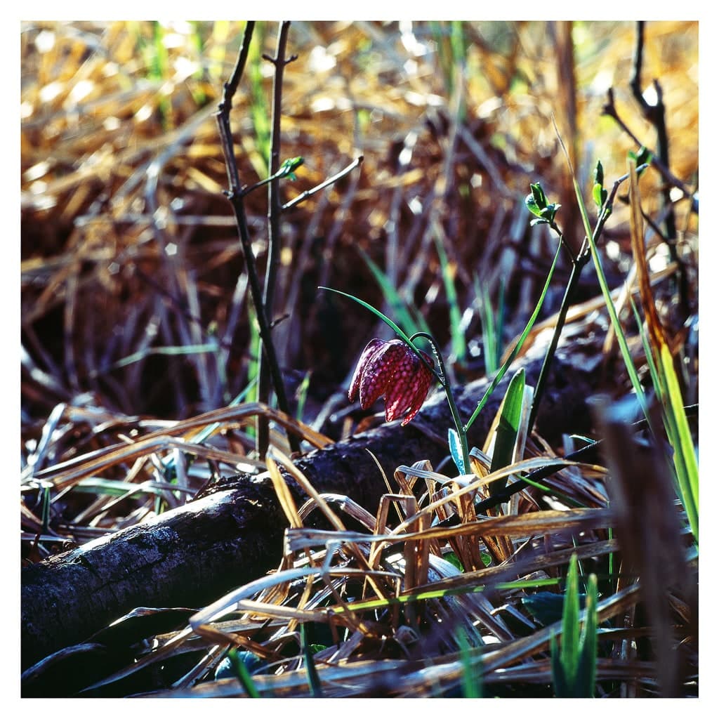 Analóg felvételel - color – 6. kép – Fülöp Péter fotográfus