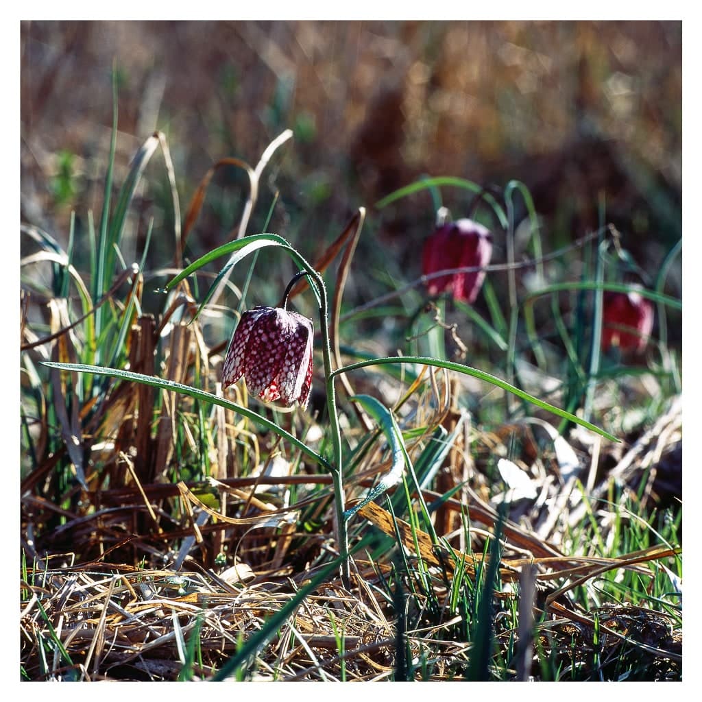 Analóg felvételel - color – 7. kép – Fülöp Péter fotográfus
