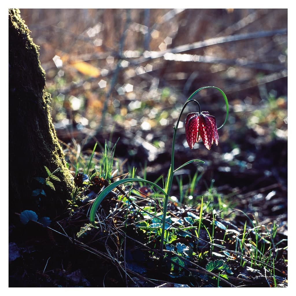 Analóg felvételel - color – 8. kép – Fülöp Péter fotográfus