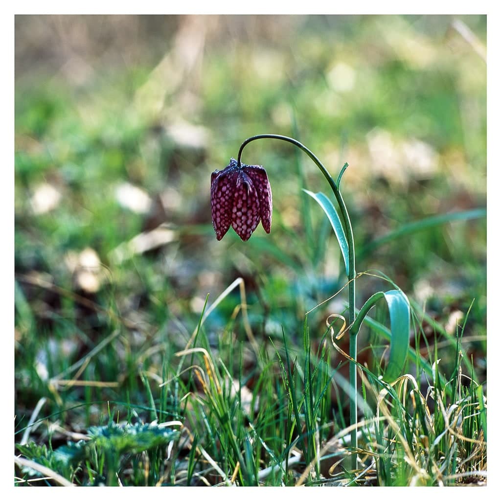 Analóg felvételel - color – 9. kép – Fülöp Péter fotográfus