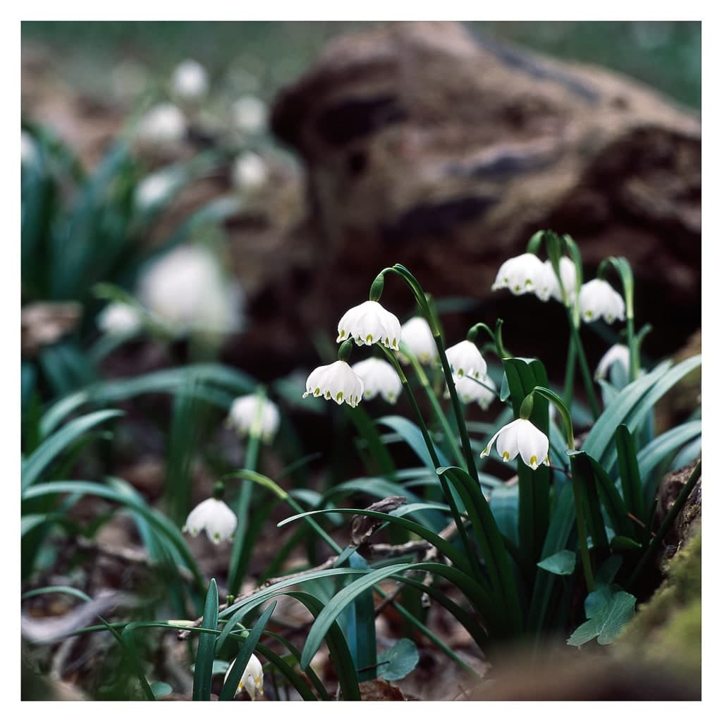 Analóg felvételel - color – 19. kép – Fülöp Péter fotográfus