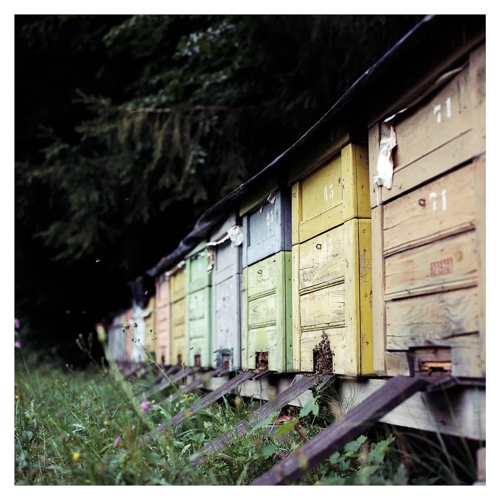 Analóg felvételel - color – 137. kép – Fülöp Péter fotográfus