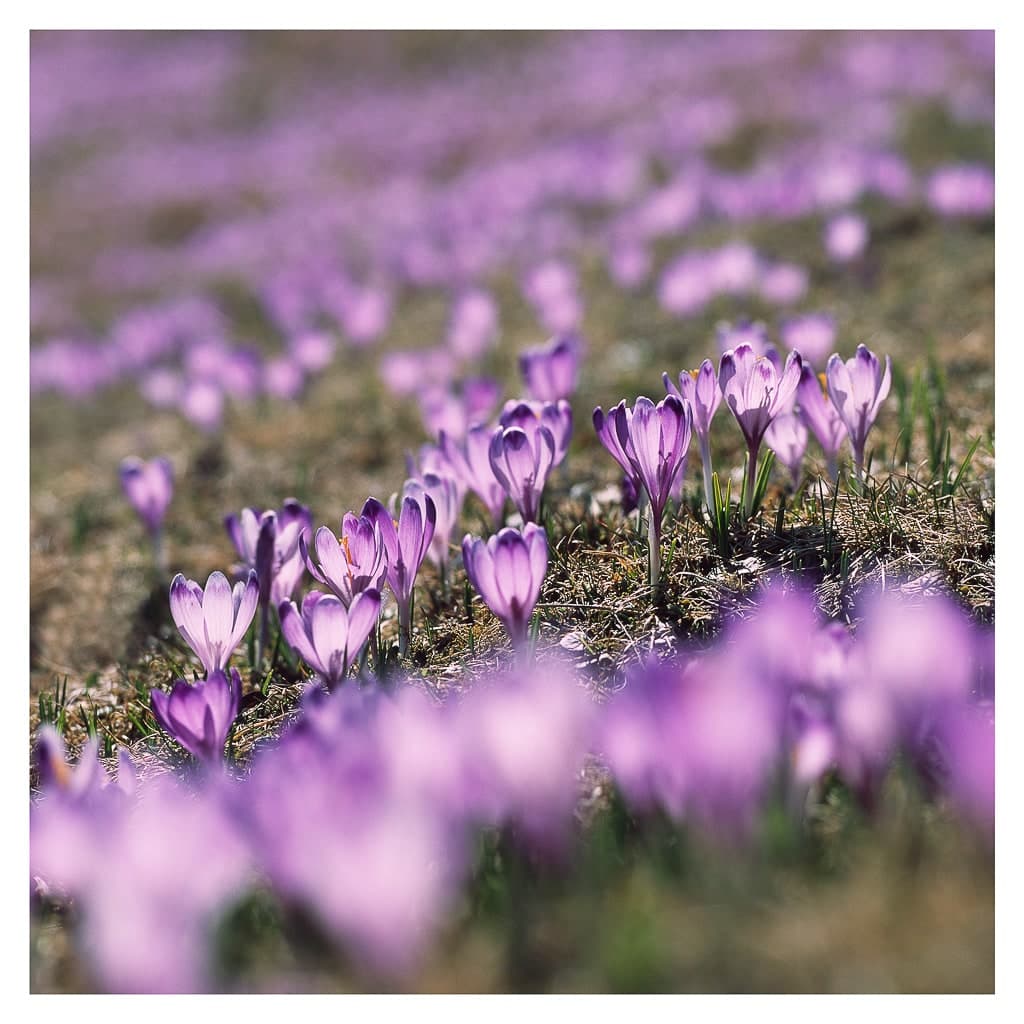 Analóg felvételel - color – 176. kép – Fülöp Péter fotográfus