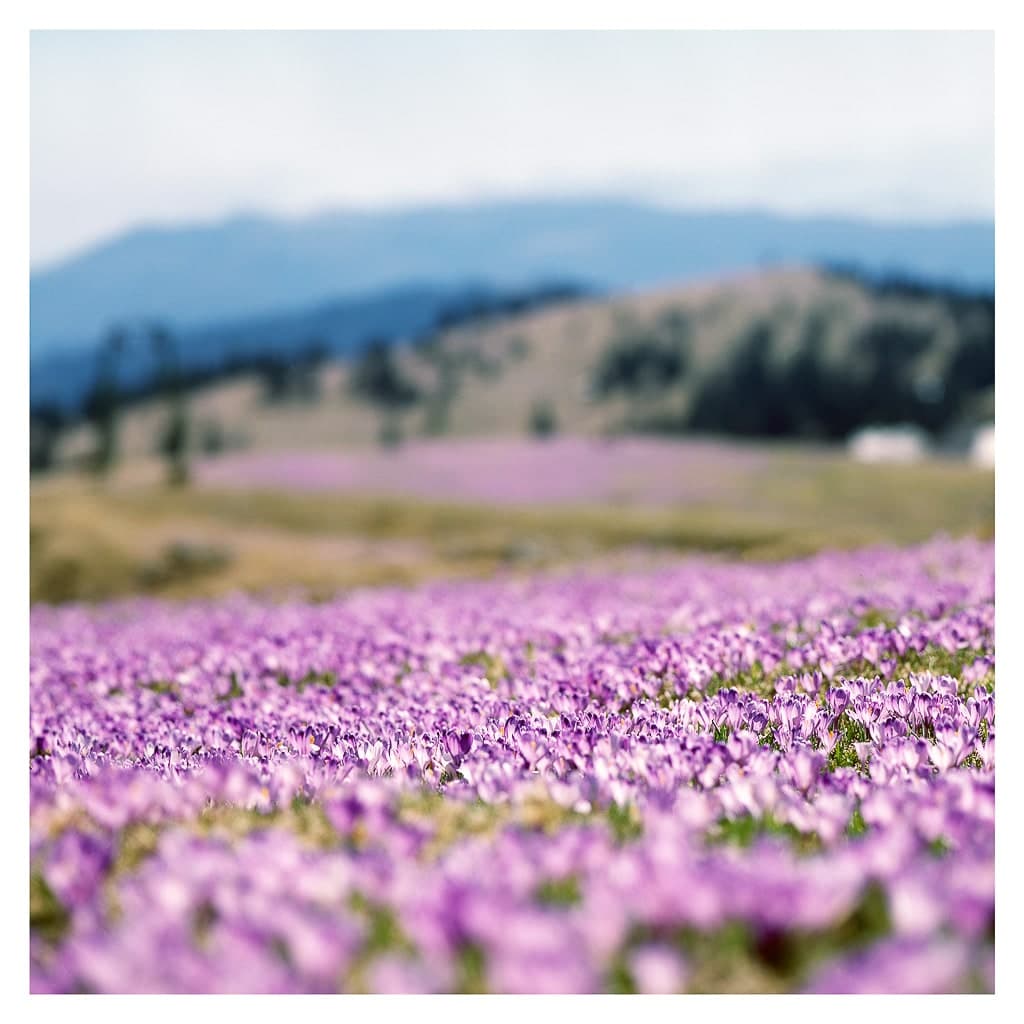 Analóg felvételel - color – 177. kép – Fülöp Péter fotográfus