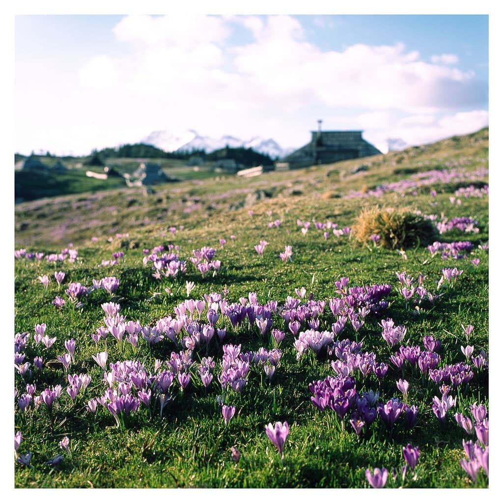 Analóg felvételel - color – 184. kép – Fülöp Péter fotográfus