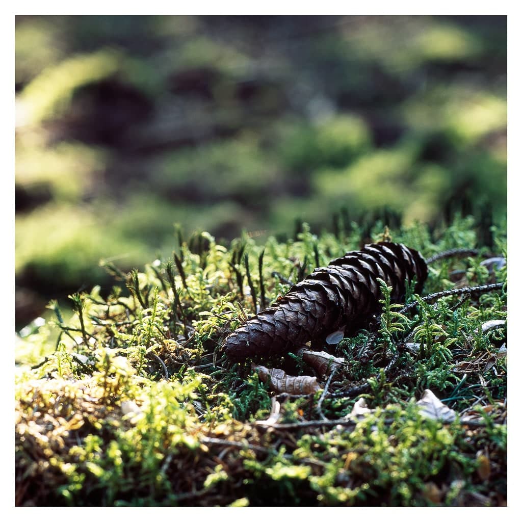 Analóg felvételel - color – 191. kép – Fülöp Péter fotográfus