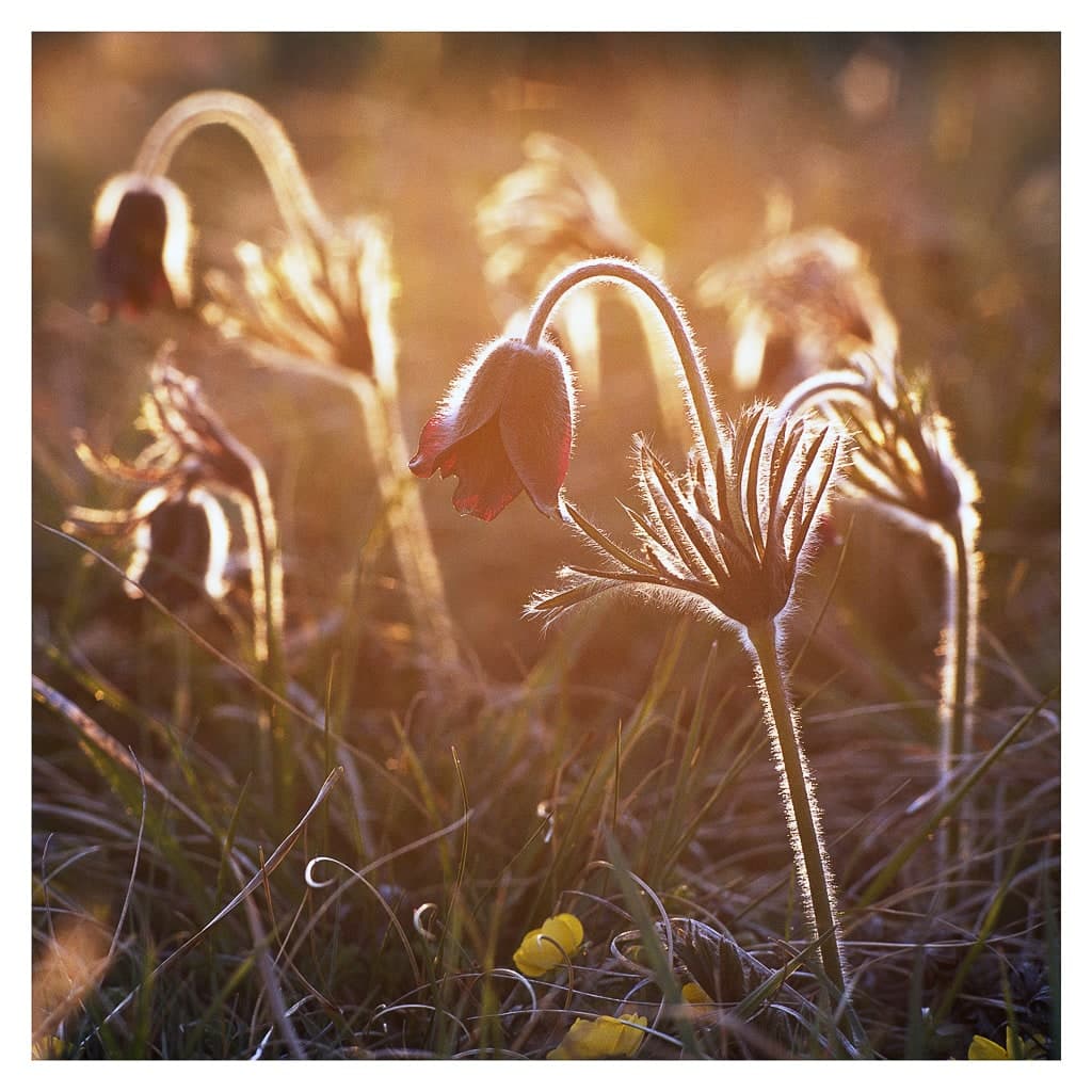 Analóg felvételel - color – 192. kép – Fülöp Péter fotográfus