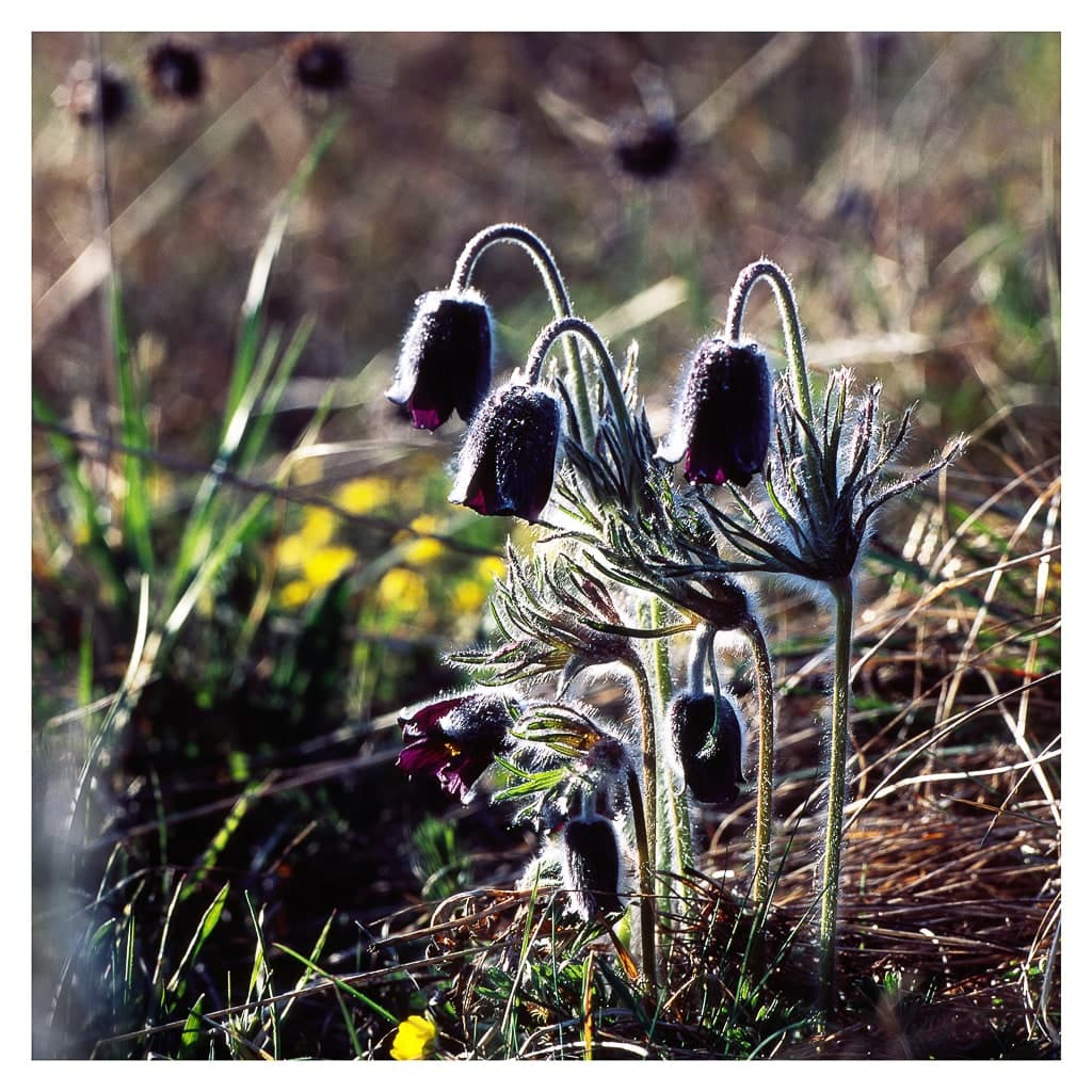 Analóg felvételel - color – 193. kép – Fülöp Péter fotográfus