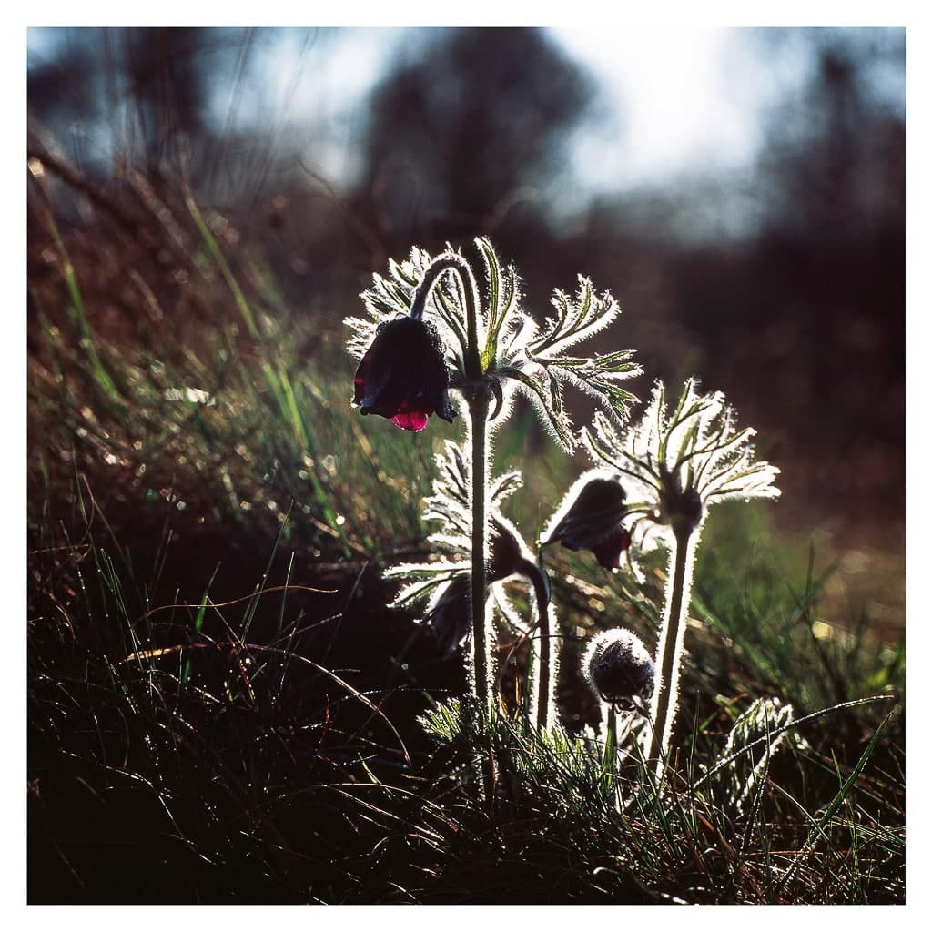 Analóg felvételel - color – 194. kép – Fülöp Péter fotográfus