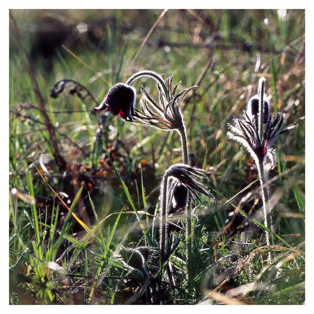 Analóg felvételel - color – 195. kép – Fülöp Péter fotográfus