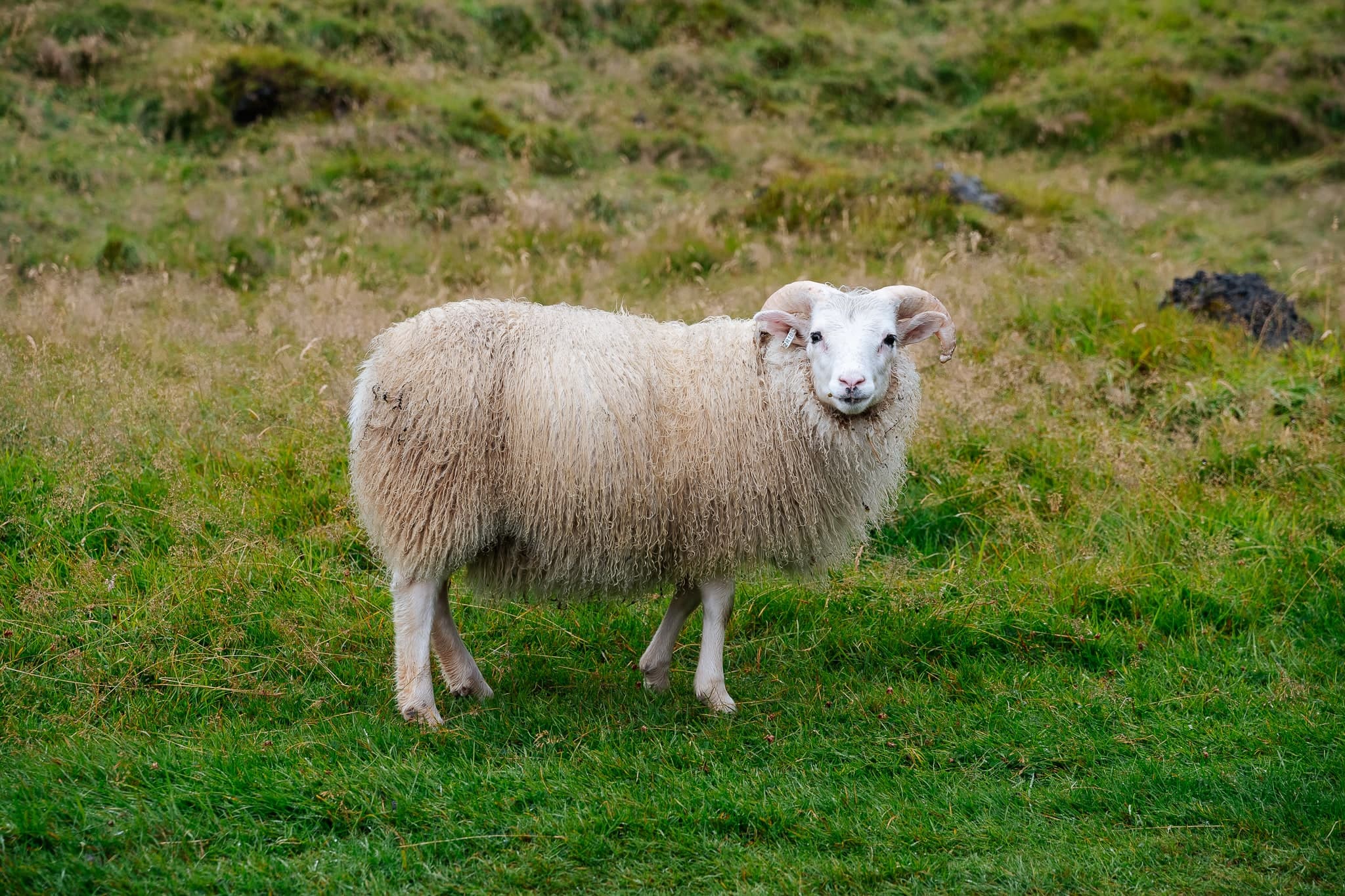 Iceland – 56. kép – Fülöp Péter fotográfus