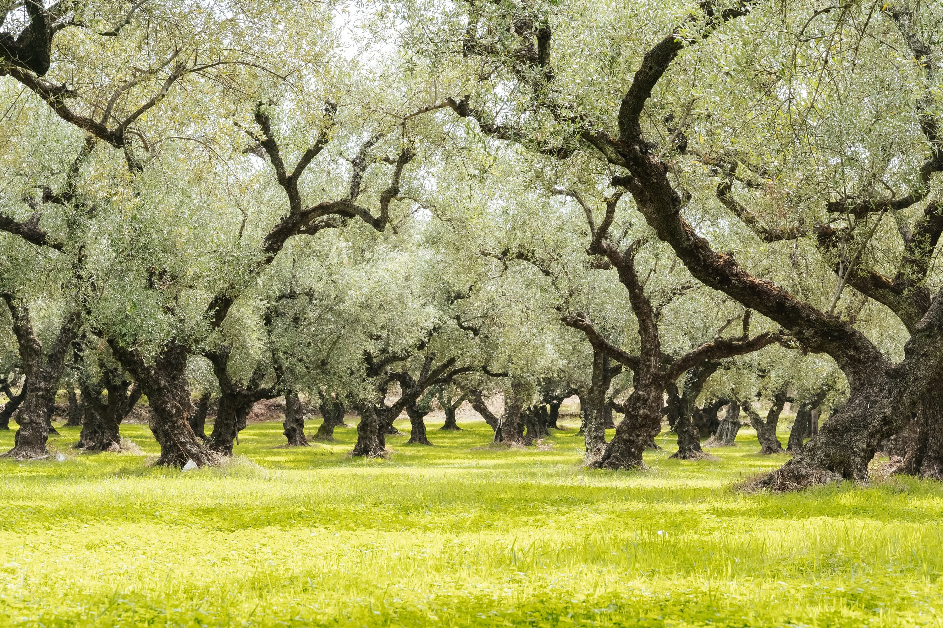 Zakynthos – 48. kép – Fülöp Péter fotográfus
