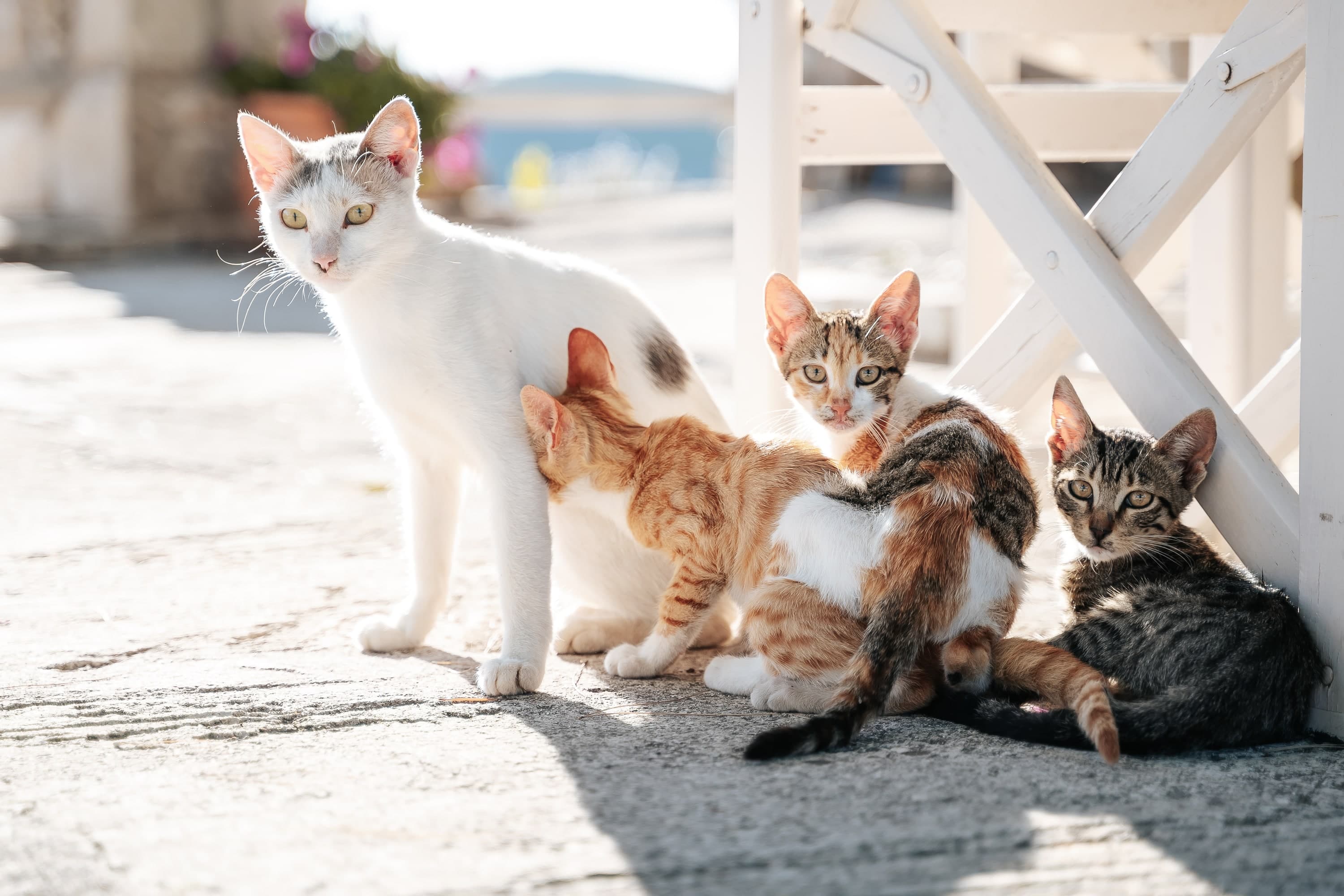 Zakynthos – 98. kép – Fülöp Péter fotográfus