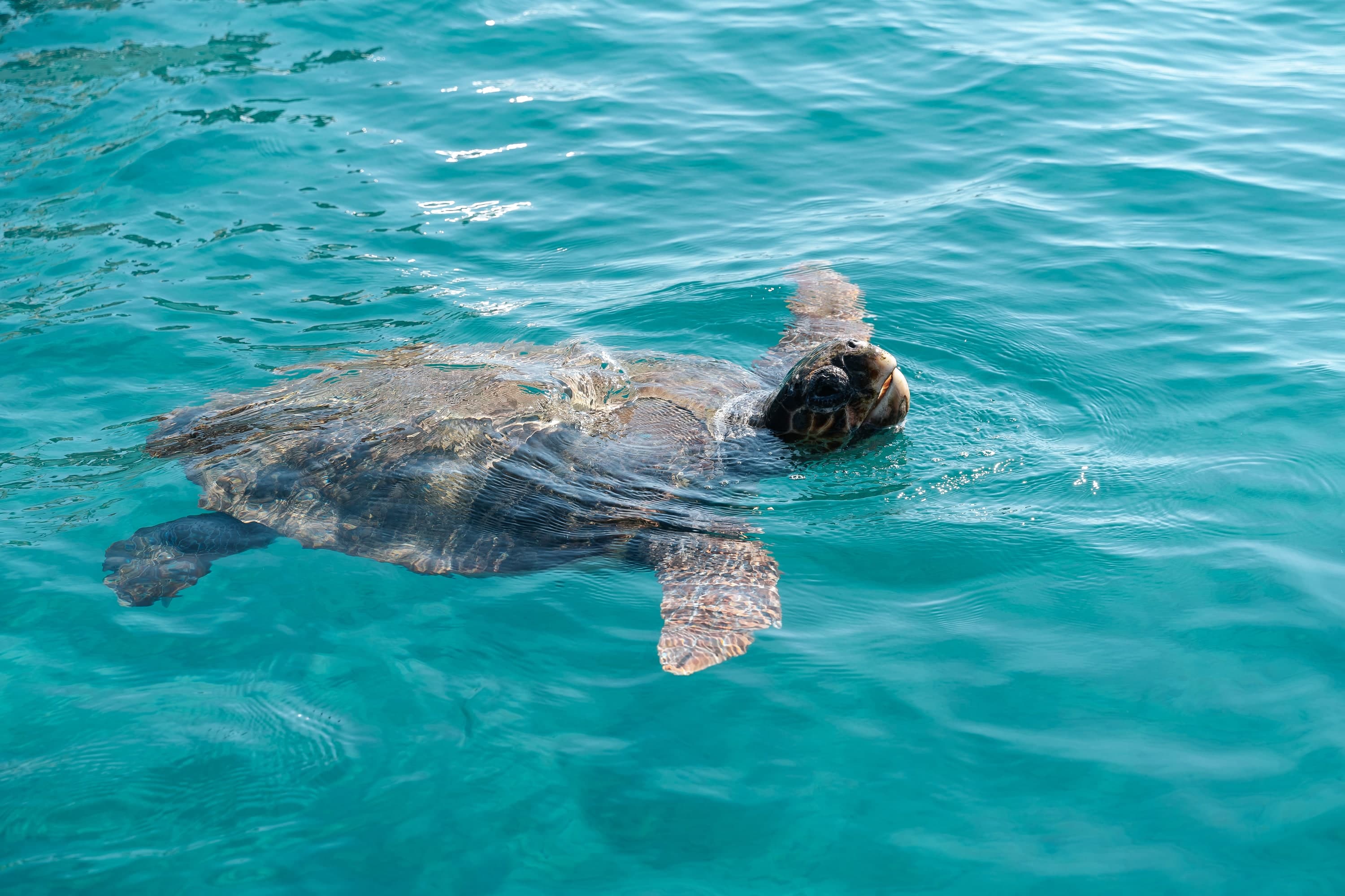 Zakynthos – 121. kép – Fülöp Péter fotográfus