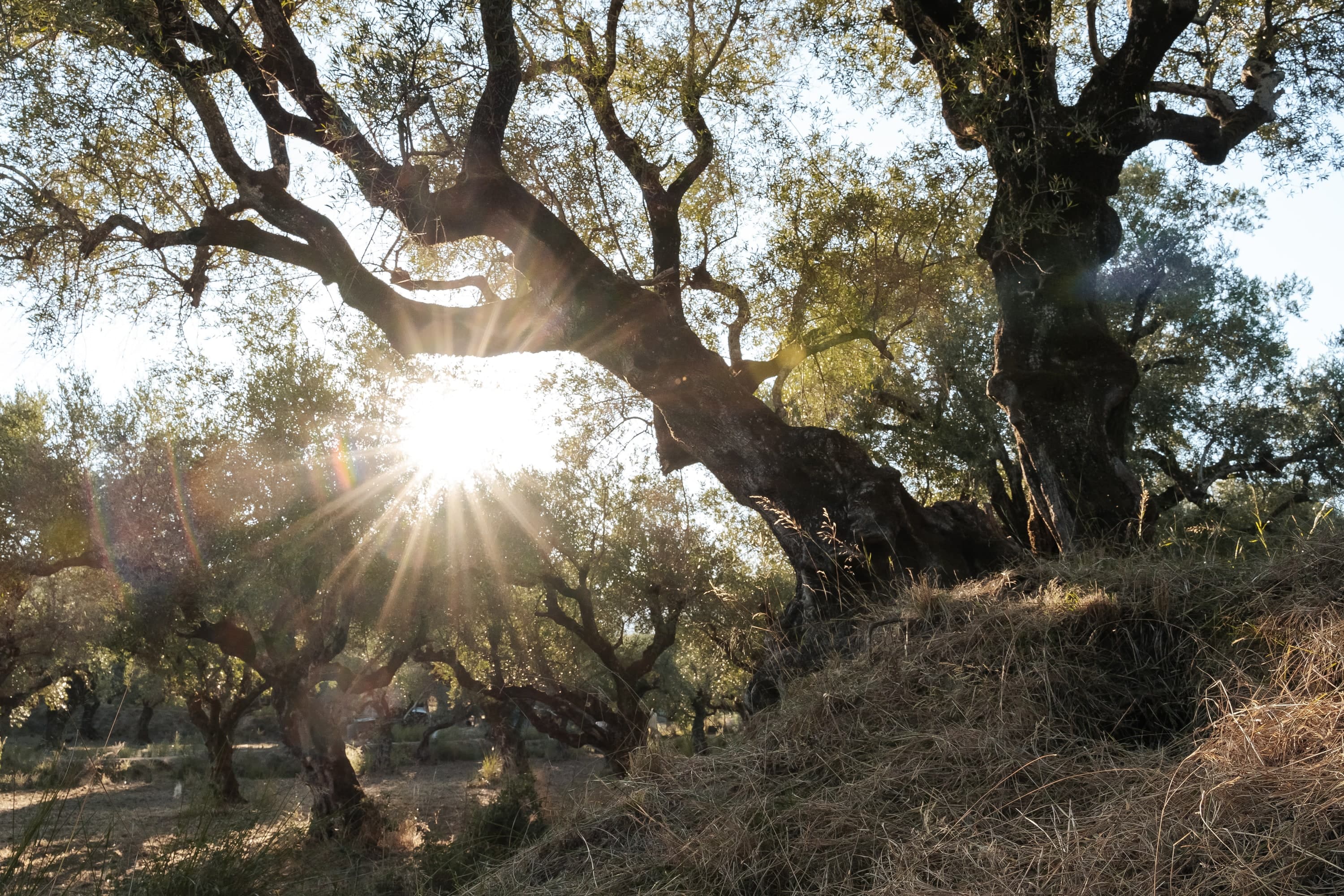 Zakynthos – 125. kép – Fülöp Péter fotográfus