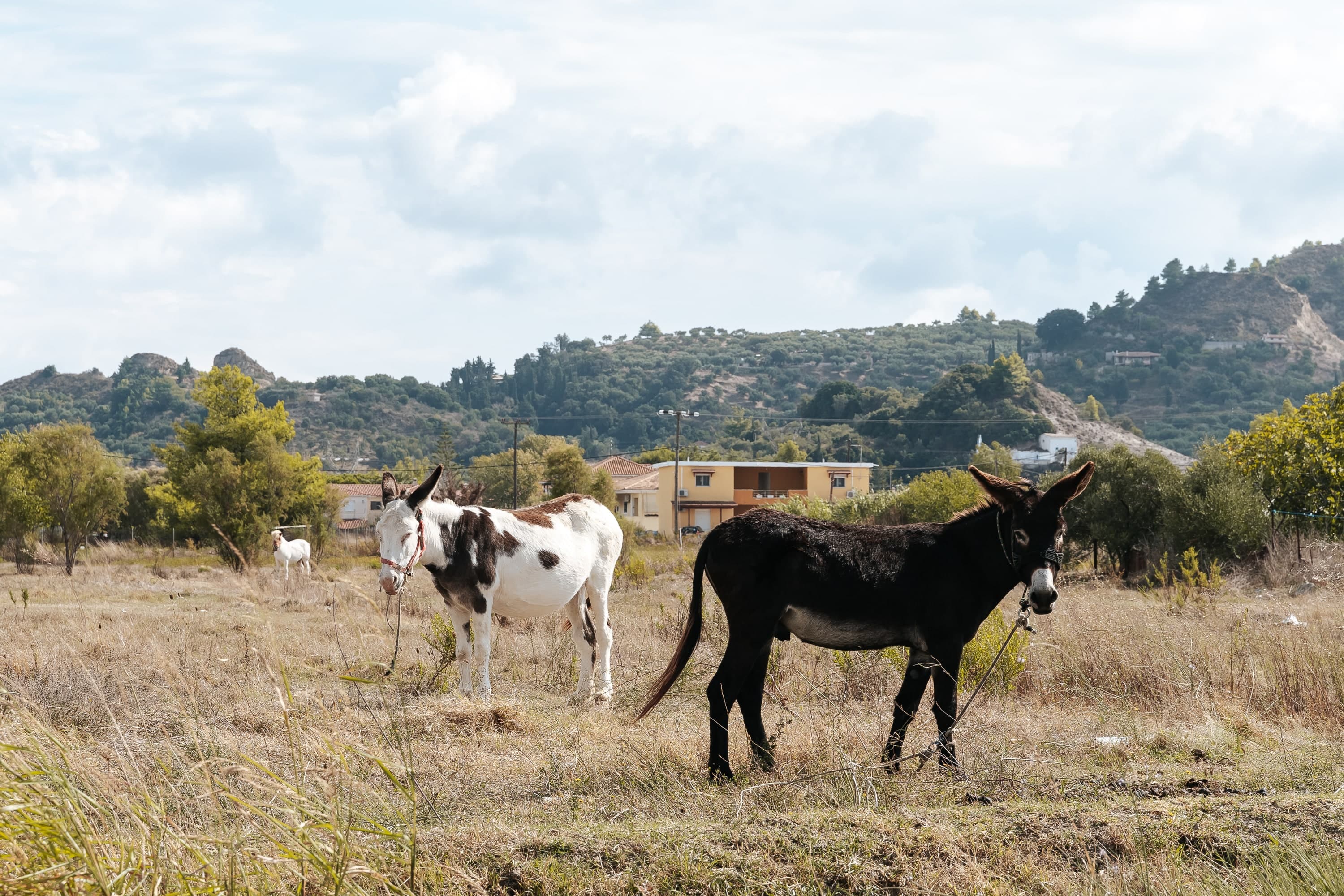 Zakynthos – 149. kép – Fülöp Péter fotográfus