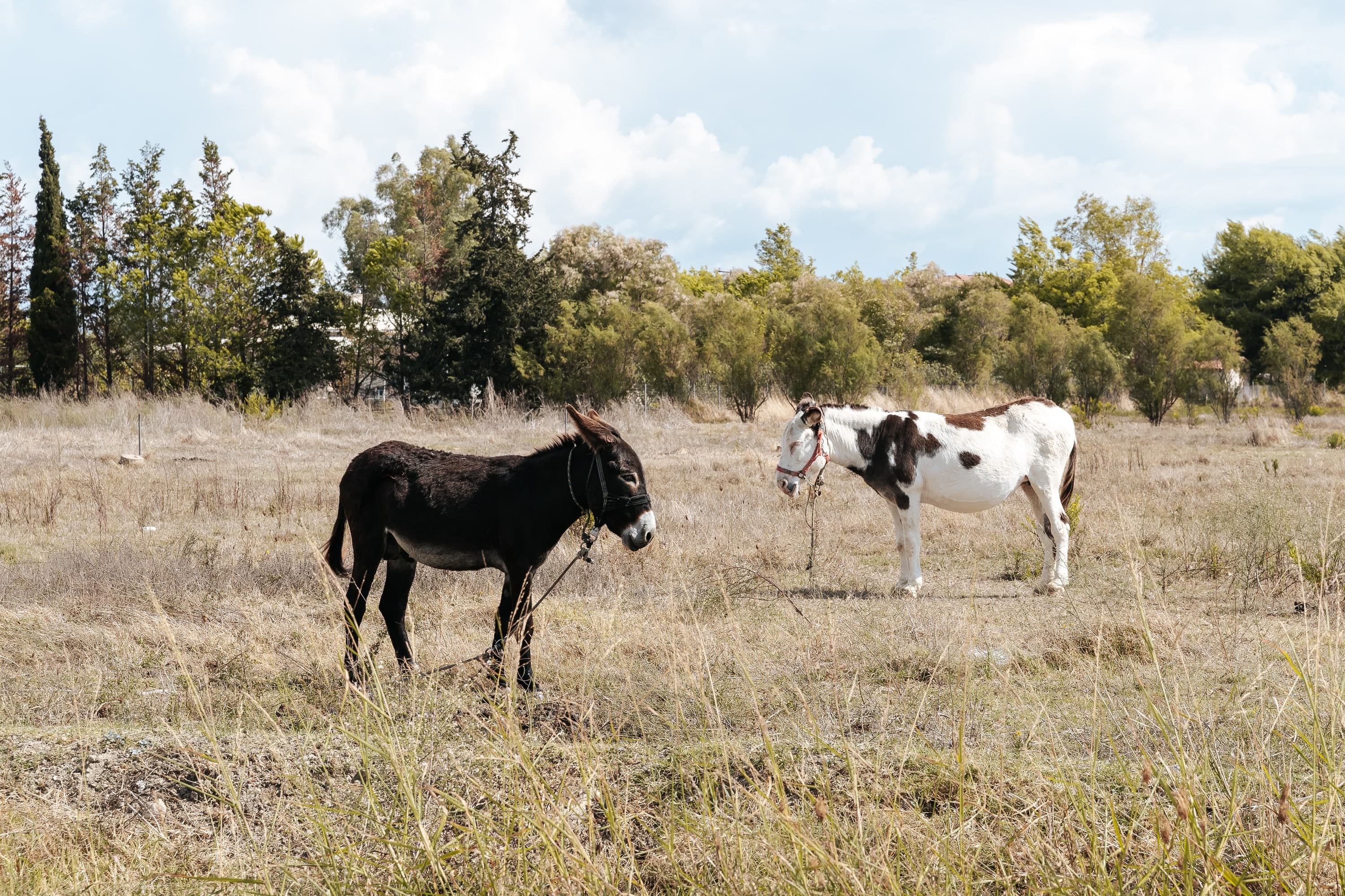 Zakynthos – 150. kép – Fülöp Péter fotográfus